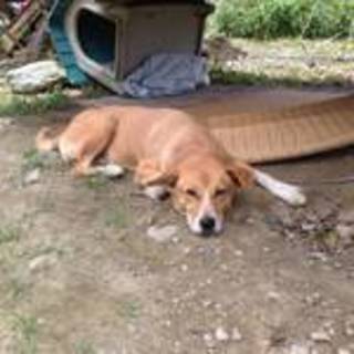 行き場のないシニア穏やか女の子迎えてください。