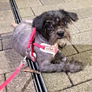 シーズープードルmix男の子