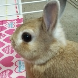 至急よろしくお願いします(>_<)