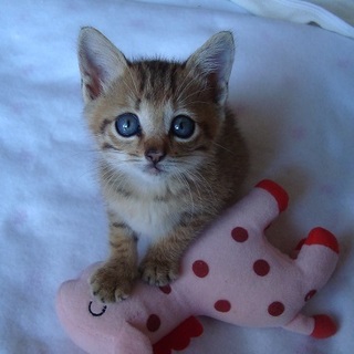 生後１ヶ月ほどの人懐っこい子です