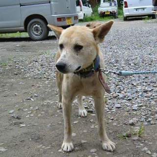 体重11キロ中型mix男の子1才未満