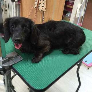 ミニチュアダックスの里親さん募集します！