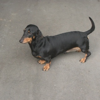 ダックすフンドの女の子。かわいがってください。