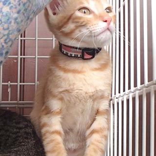 ぼく寂しがり屋やねん 