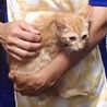ぼく寂しがり屋やねん  サムネイル5
