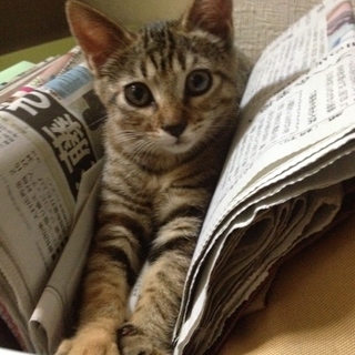 大音量のゴロゴロ子猫、甘えん坊のムギちゃん！