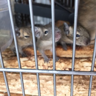 可愛いデグーペア2組の里親募集中！