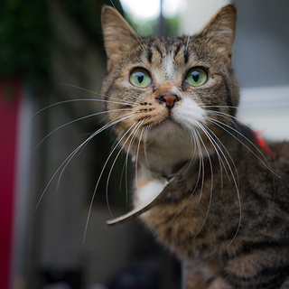 犬猫大好きキジトラ♂