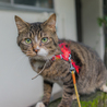 犬猫大好きキジトラ♂ サムネイル4