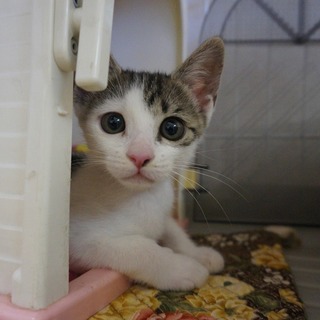 キジ白イケメン　ジュン君