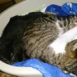 ろろちゃんのベットで