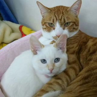 生後７ヶ月、青い目で茶ポイントの白猫ちゃんです！