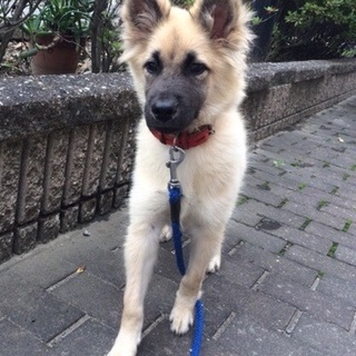 イケメンもっさもさ子犬♂