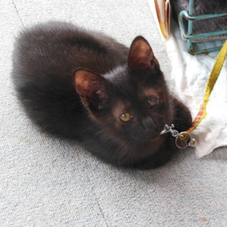 大きい耳がかわいい望（モチ）の家族を募集します。