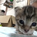 子ネコの里親募集中