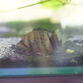 ダトニオプラスワン　10cm前号2匹