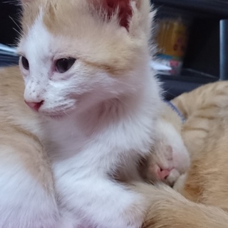 美人顔の子猫ちゃん