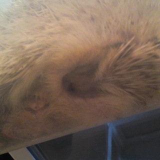 ハリネズミ　（シナモン　♂）の募集