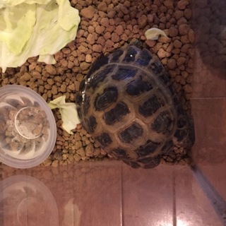 急募ロシア陸ガメ