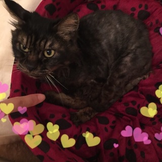 保健所から保護した 黒キジトラ猫 チャコちゃん