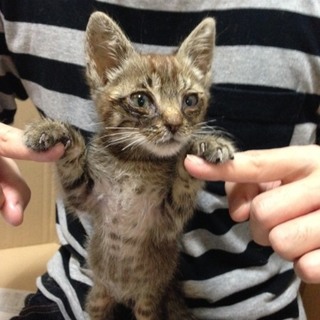 子猫ちゃんの里親募集