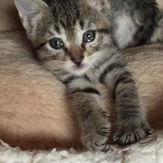 ほうきの穂に乗ってママ猫を待っていたキジ猫さん。