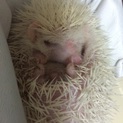 ハリネズミ（アルビノ）の里親募集