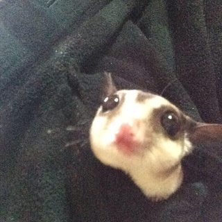 フクロモモンガの里親を募集しています。