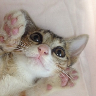 かわいい子猫の里親さん募集中