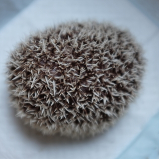 ハリネズミ里親募集