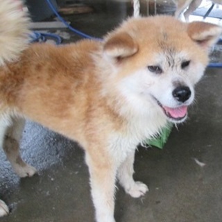 小ぶりで温厚な秋田犬ねねちゃん５歳位(トライアル)