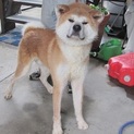 やさしい秋田犬やっくん３歳位