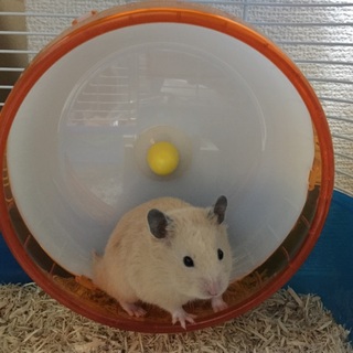 元気で可愛い子です