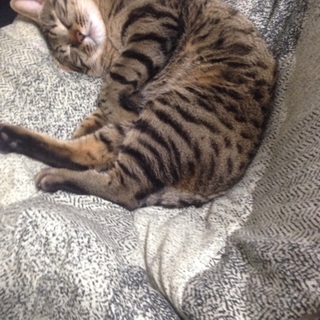 2歳の人懐っこいキジトラです。