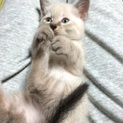 愛らしい猫ちゃん ぽたくん