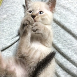 愛らしい猫ちゃん ぽたくん