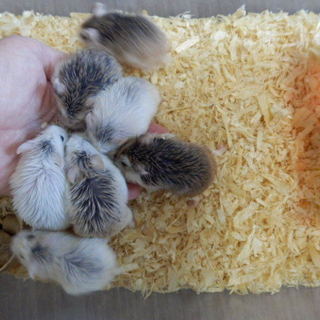 ロボロフスキーハムスター里親募集