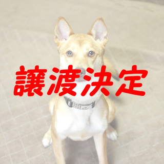 ジーン：金色瞳の琉球犬ミックス♀