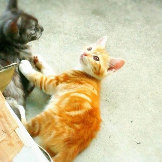 アメショーみたいな柄の茶白♪