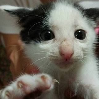 仔猫さんのパパママになってくれる方募集します！