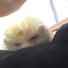 【里親さん決定】ハリネズミ アルビノ オス 7ヶ月 サムネイル6