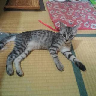 【サバトラ柄】２か月半の女の子