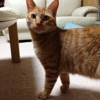 6匹のうちの一匹