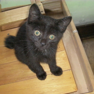 子猫　クロ　１匹