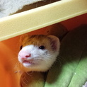 フェレット里親募集