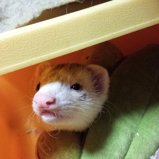 フェレット里親募集