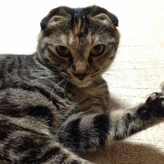 6匹のうちの一匹