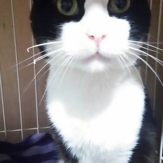 ハチワレ かげとらくん！