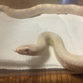 コーンスネーク(スノーモトレー)