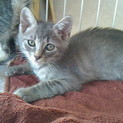 子猫　グレー　甘えん坊で人間大好き